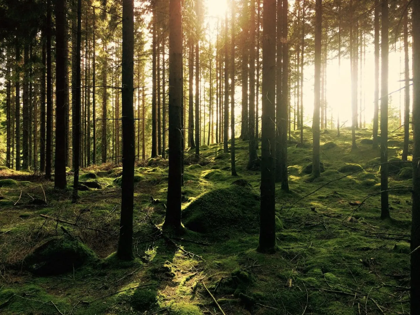 A forest at sunset